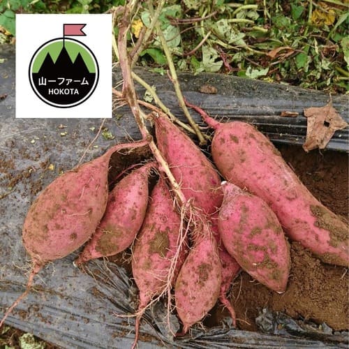 熟成さつまいもミックス5㎏【紅はるか、シルクスイート】送料込み